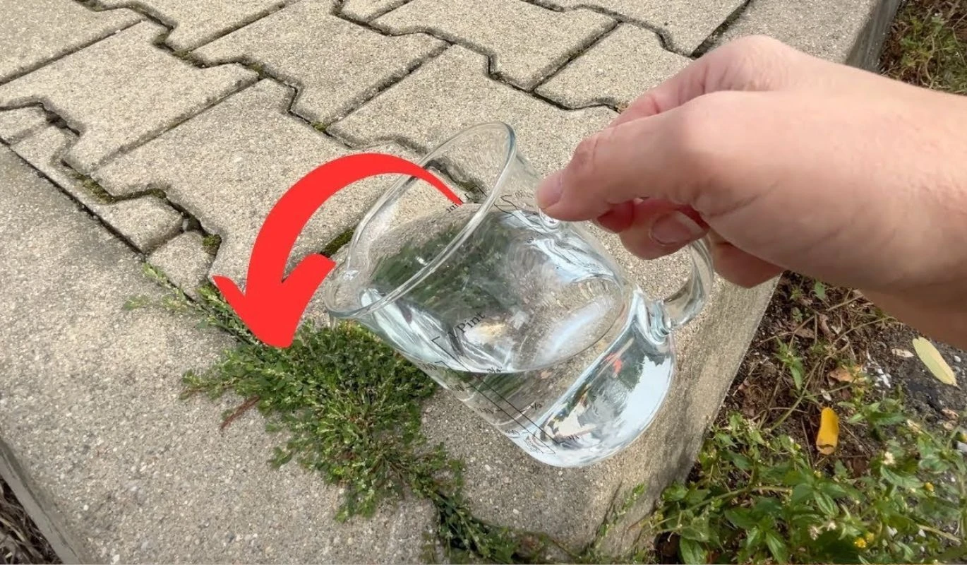 Jak pozbyć się chwastów z kostki?