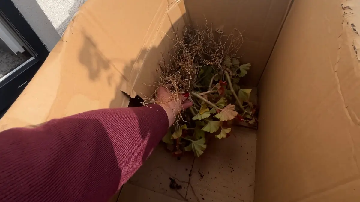 Przygotowanie pelargonii bez ziemi do ułożenia w papierowym kartonie
