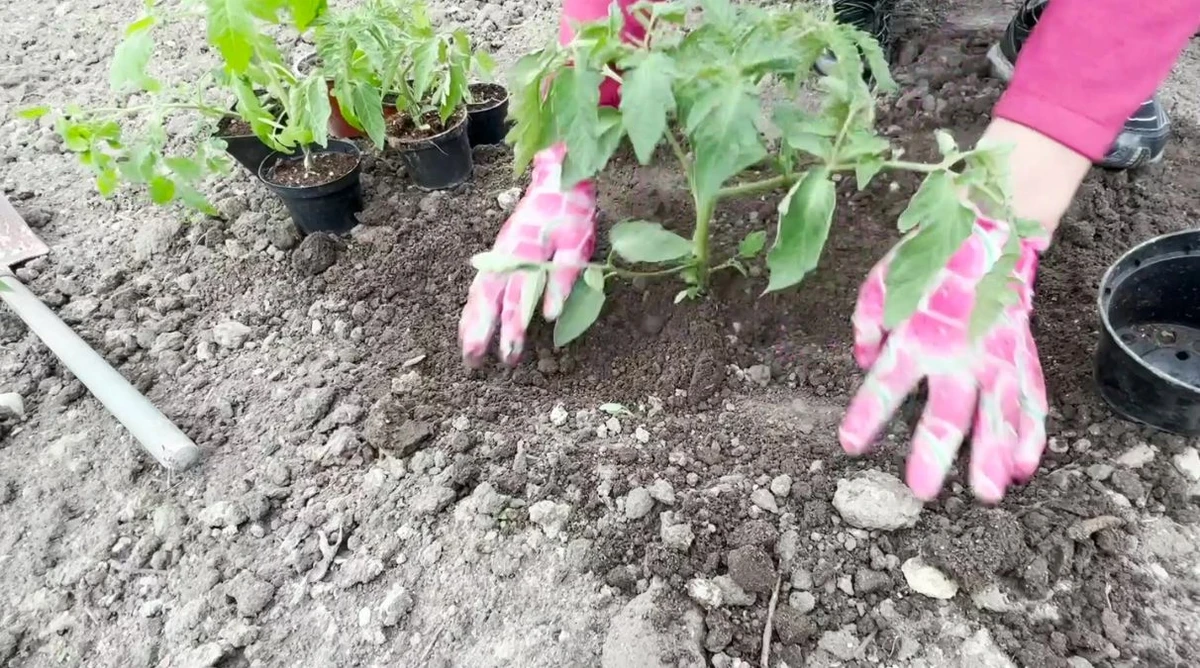 jakie są skutki stosowania nawozu owsianego?