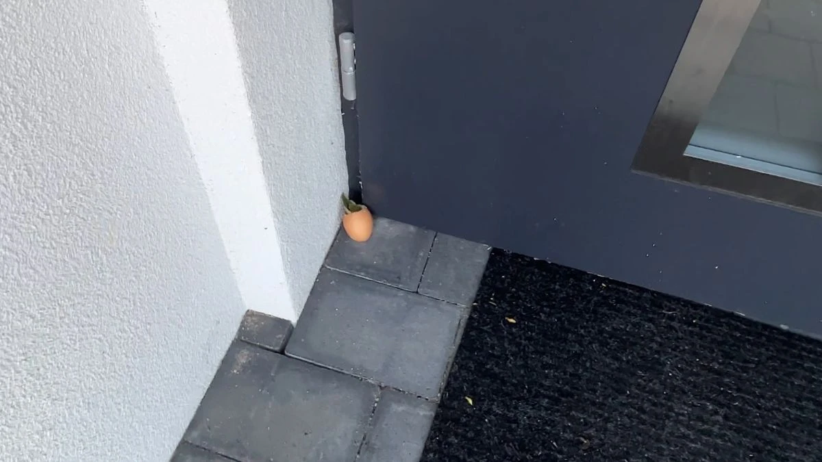 Naturalny sposób na odstraszanie owadów