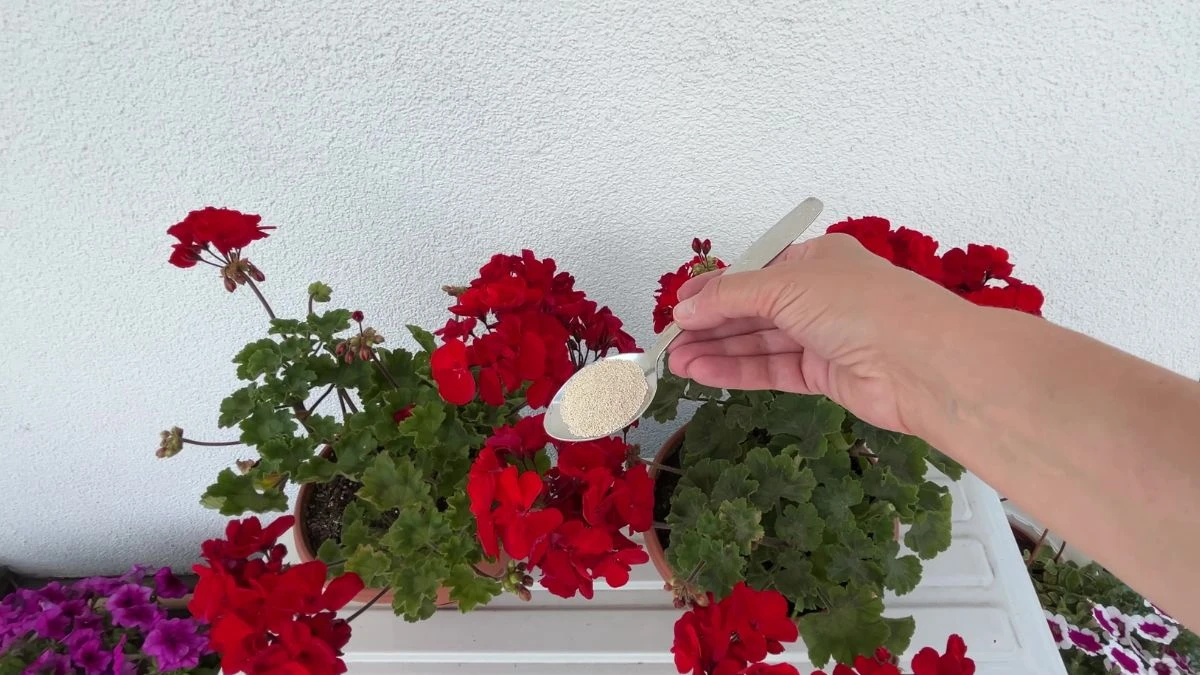 Jak nawozić naturalnie pelargonie?