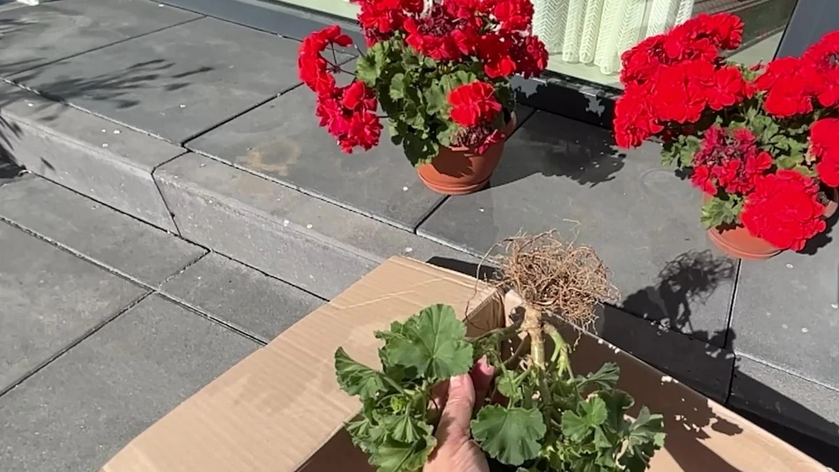Dbanie o pelargonie po zimie