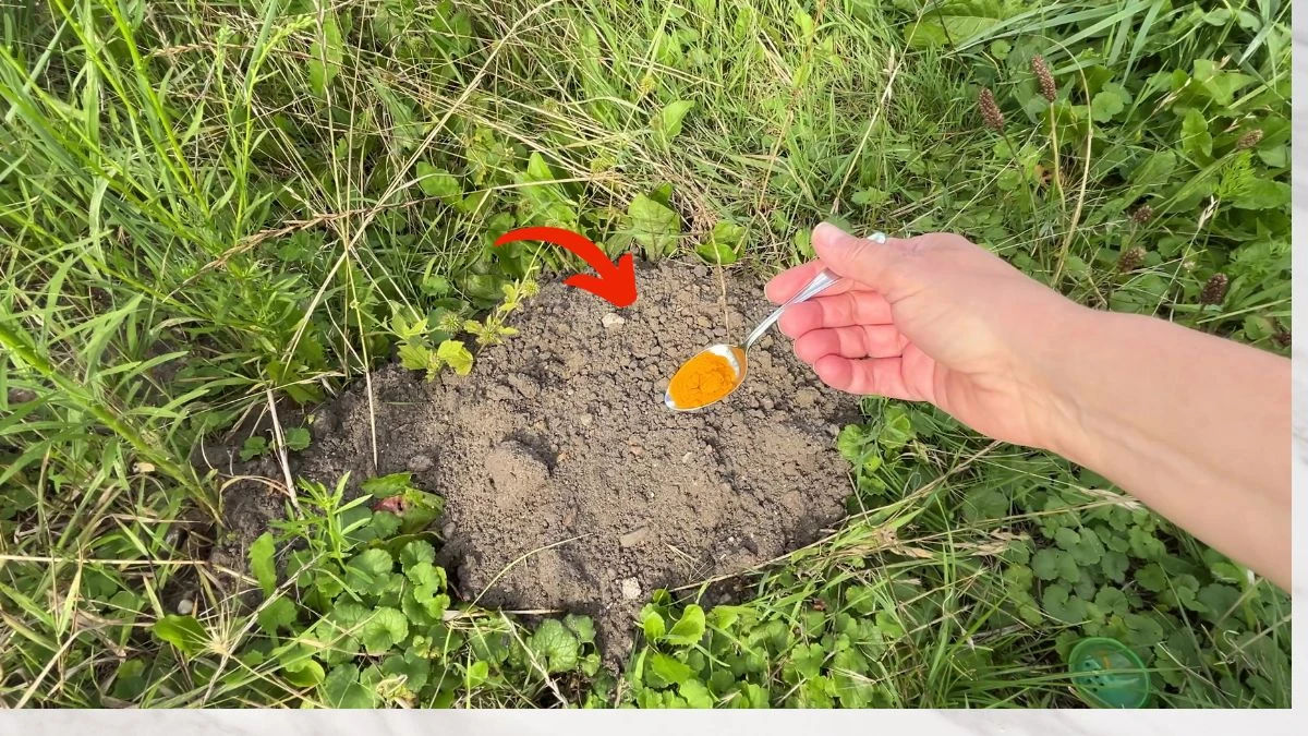 Jak pozbyć się kreta za pomocą kurkumy?