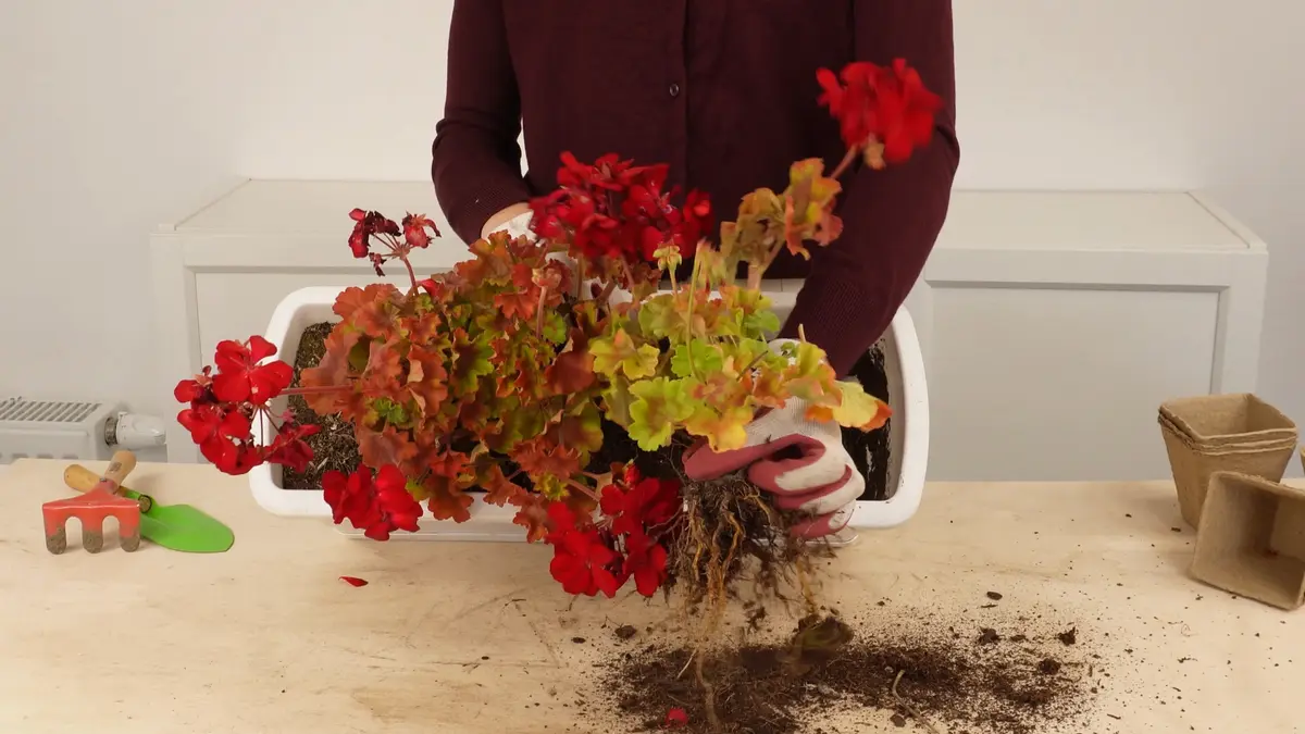 Wyjmowanie pelargonii ze skrzynki balkonowej do oczyszczenia korzeni