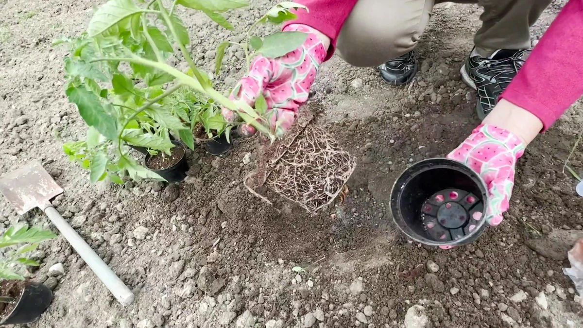 Jak uzyskać silne sadzonki pomidora?