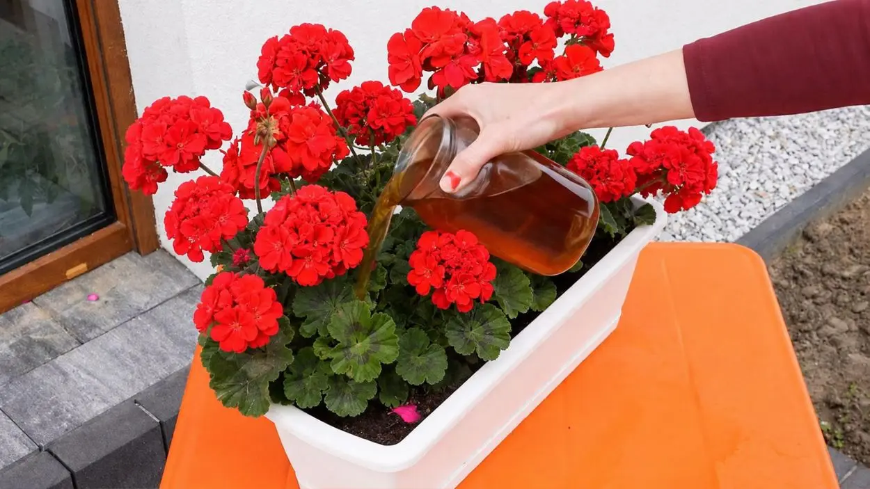 Jaki nawóz dla pelargonii
