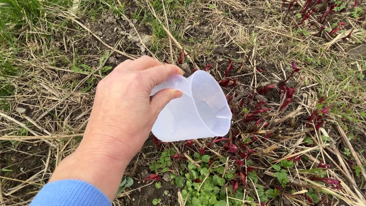 Dlaczego warto podlewać piwonie wodą z kwaskiem cytrynowym?