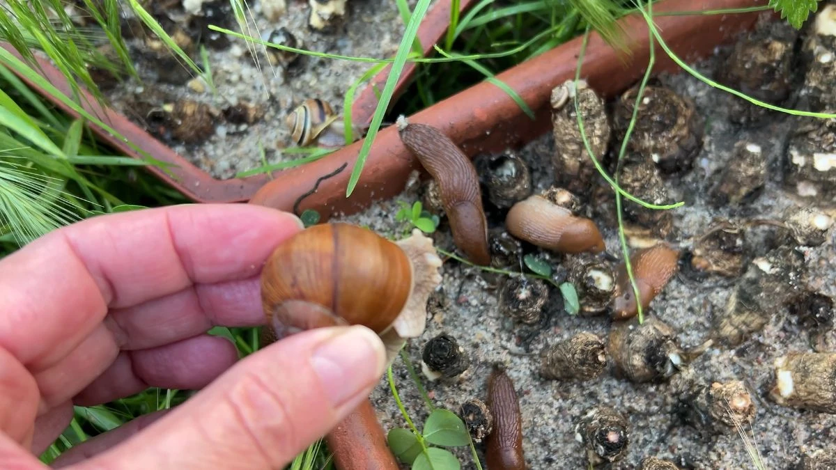 Jak ślimak winniczek zapobiega pladze ślimakom ogrodowym?