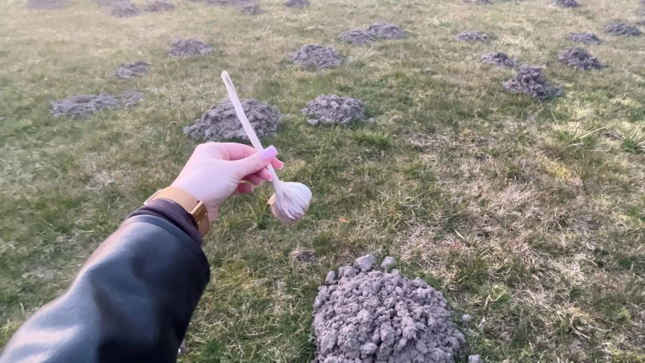 Jak pozbyć się kreta z ogrodu bez chemi?